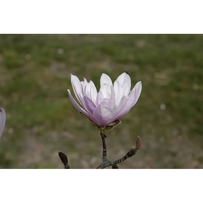 Pflanzen für dich Magnolie 15-20 cm - Magnolia stellata 'Rosea', Aktuelle Wuchshöhe: 15 cm - 20 cm - Zart, teilweise geöffnete Magnolienblüte mit hellrosa und weißen Blütenblättern an einem verzweigten Stiel mit Knospen.