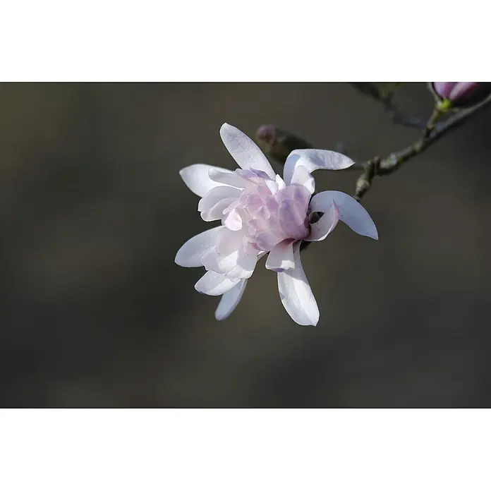 Pflanzen für dich Magnolie 15-20 cm - Magnolia stellata 'Rosea', Aktuelle Wuchshöhe: 15 cm - 20 cm - Blühende hellrosa-weiße Magnolienblüte an einem Ast, mit einer ungeöffneten Knospe daneben.