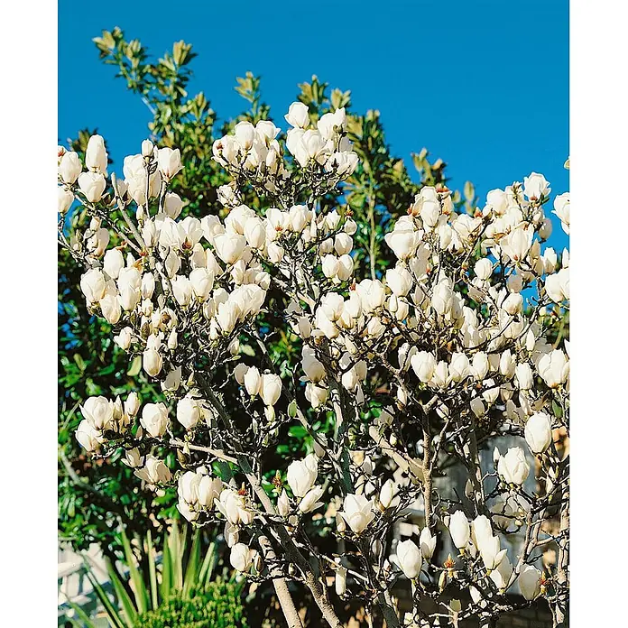 Pflanzen für dich Magnolie 80-100 cm - Magnolia denudata, Aktuelle Wuchshöhe: 80 cm - 100 cm - Nahaufnahme eines Baumes mit vielen weißen, kelchförmigen Blüten vor hellblauem Himmel und grünem Laub.