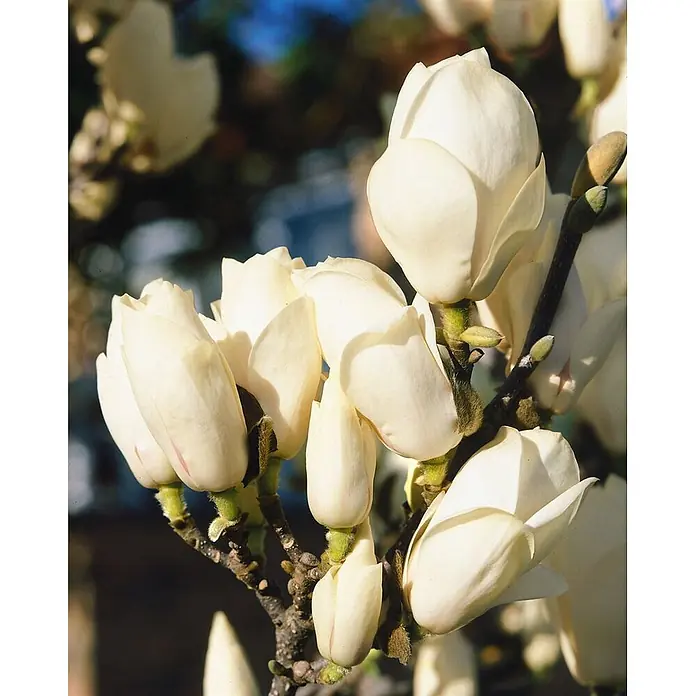Pflanzen für dich Magnolie 80-100 cm - Magnolia denudata, Aktuelle Wuchshöhe: 80 cm - 100 cm - Cremeweiße Magnolienknospen und teilweise geöffnete Blüten dicht an einem dunklen Ast, mit weichem, unscharfem Hintergrund.