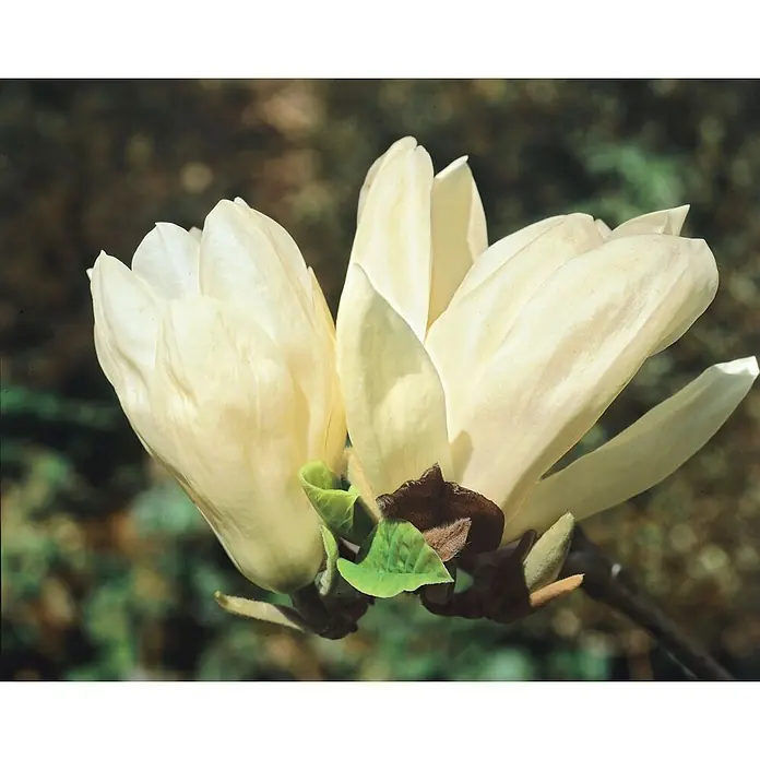 Pflanzen für dich Magnolie 80-100 cm - Magnolia denudata, Aktuelle Wuchshöhe: 80 cm - 100 cm - Nahaufnahme von zwei cremeweißen Magnolienblüten, teilweise geöffnet, mit grünen Blättern und braunen Kelchblättern.