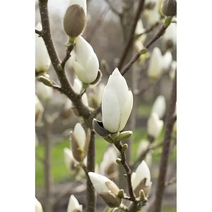 Pflanzen für dich Magnolie 80-100 cm - Magnolia denudata, Aktuelle Wuchshöhe: 80 cm - 100 cm - Weiße Magnolienknospen, einige noch in braunen Hüllen, blühen an Baumzweigen.