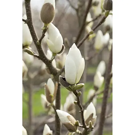 Pflanzen für dich  Magnolie 80-100 cm