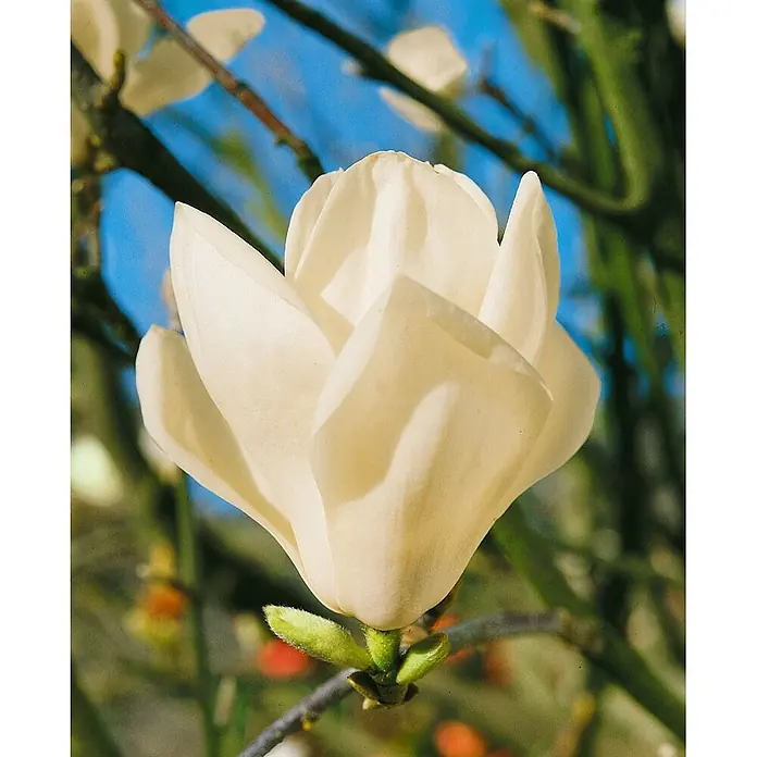 Pflanzen für dich Magnolie 80-100 cm - Magnolia denudata, Aktuelle Wuchshöhe: 80 cm - 100 cm - Cremeweiße Magnolienblüte mit geöffneten Blütenblättern an einem Ast vor blauem Himmel.