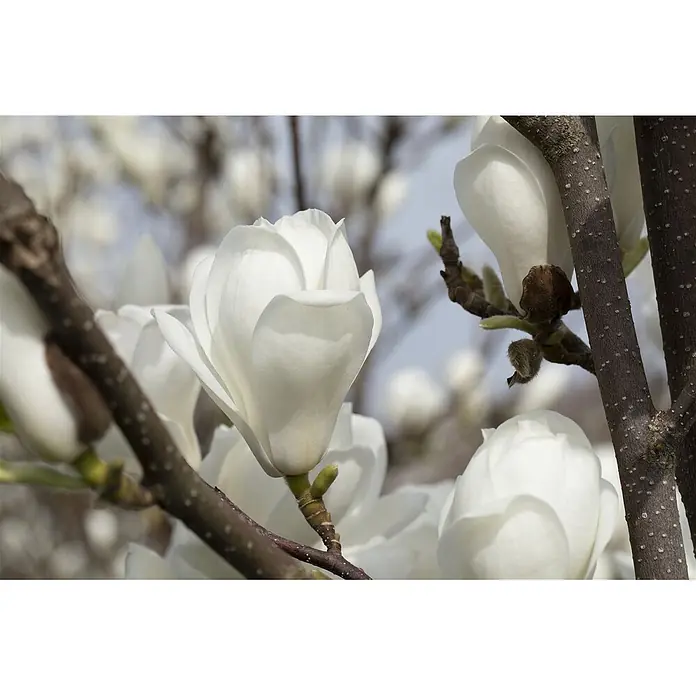 Pflanzen für dich Magnolie 80-100 cm - Magnolia denudata, Aktuelle Wuchshöhe: 80 cm - 100 cm - Weisse Magnolienblüten an Ästen.