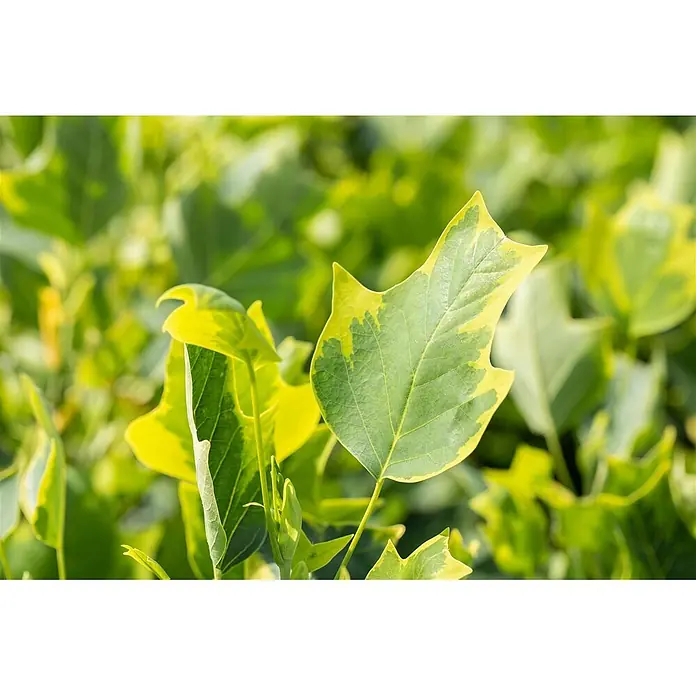 Pflanzen für dich Magnolie 150-175 cm - Liriodendron tulipifera 'Aureomarginatum', Aktuelle Wuchshöhe: 150 cm - 175 cm - Nahaufnahme eines Tulpenbaumblattes mit leuchtend grüner und gelber Variegation.