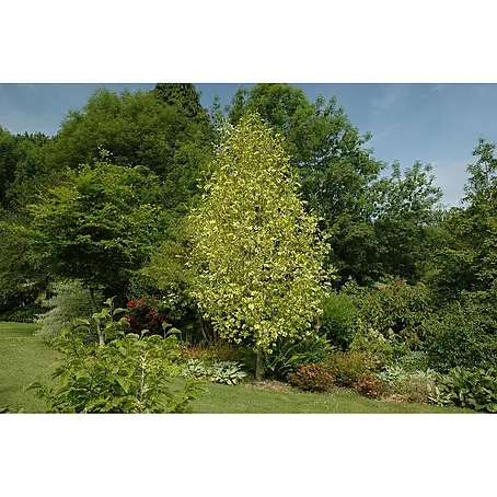 Pflanzen für dich  Magnolie 175-200 cm