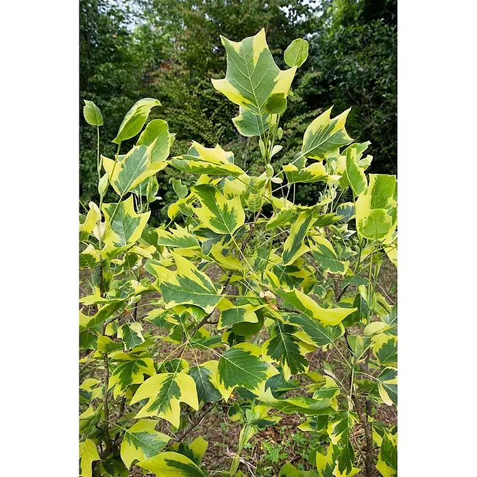 Pflanzen für dich Magnolie 150-175 cm - Liriodendron tulipifera 'Aureomarginatum', Aktuelle Wuchshöhe: 150 cm - 175 cm - Buntlaubige Tulpenbaumblätter mit leuchtend gelben Rändern und grünen Mitten, die eine distinctive Sattelform zeigen.