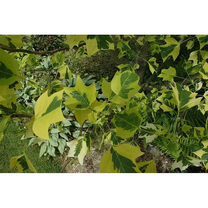 Pflanzen für dich Magnolie 150-175 cm - Liriodendron tulipifera 'Aureomarginatum', Aktuelle Wuchshöhe: 150 cm - 175 cm - Buntblättrige gelb-grüne Blätter mit charakteristischer Form.