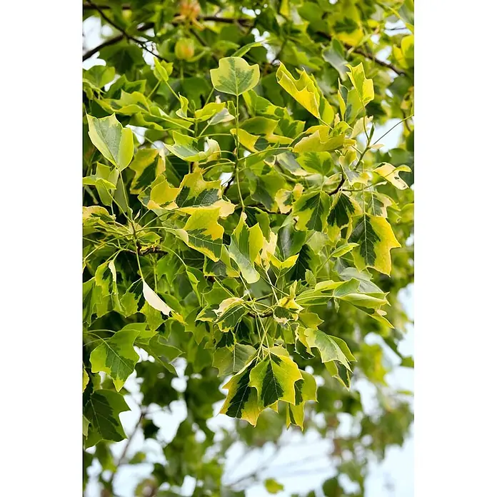Pflanzen für dich Magnolie 150-175 cm - Liriodendron tulipifera 'Aureomarginatum', Aktuelle Wuchshöhe: 150 cm - 175 cm - Nahaufnahme von panaschierten grün-gelben Blättern an einem Baumzweig mit ausgeprägten Farbmustern.
