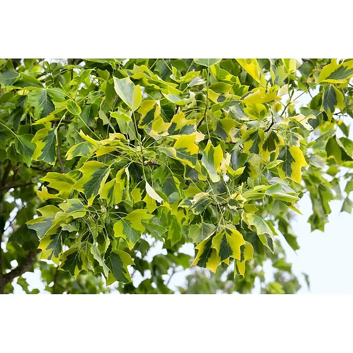 Pflanzen für dich Magnolie 150-175 cm - Liriodendron tulipifera 'Aureomarginatum', Aktuelle Wuchshöhe: 150 cm - 175 cm - Grün-gelb panaschierte Tulpenbaumblätter an einem Ast.