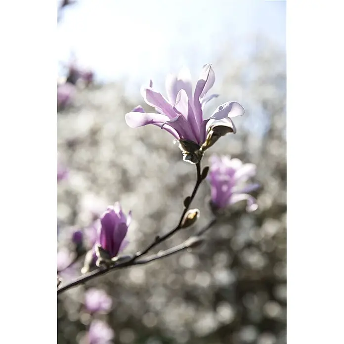 Pflanzen für dich Magnolie 50-60 cm - Magnolia loebneri 'Leonard Messel', Aktuelle Wuchshöhe: 50 cm - 60 cm - Leuchtend lila Magnolienblüten an einem Zweig, sanft vom Sonnenlicht erhellt.