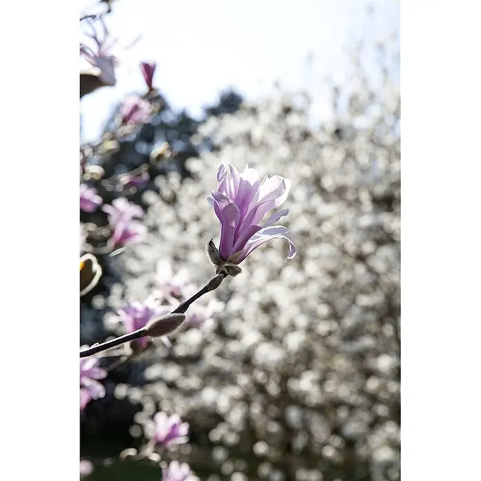 Pflanzen für dich Magnolie 50-60 cm - Magnolia loebneri 'Leonard Messel', Aktuelle Wuchshöhe: 50 cm - 60 cm - Nahaufnahme einer hellvioletten Magnolienblüte an einem Ast, mit unscharfen hellen Blüten im Hintergrund.