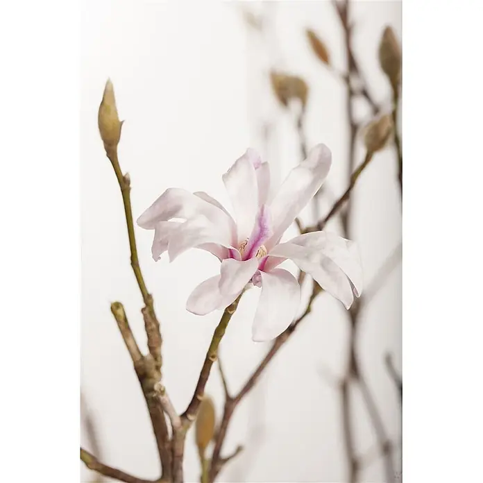 Pflanzen für dich Magnolie 50-60 cm - Magnolia loebneri 'Leonard Messel', Aktuelle Wuchshöhe: 50 cm - 60 cm - Eine zarte hellrosa Magnolienblüte mit violetter Mitte an einem Ast, umgeben von flauschigen braunen Knospen.