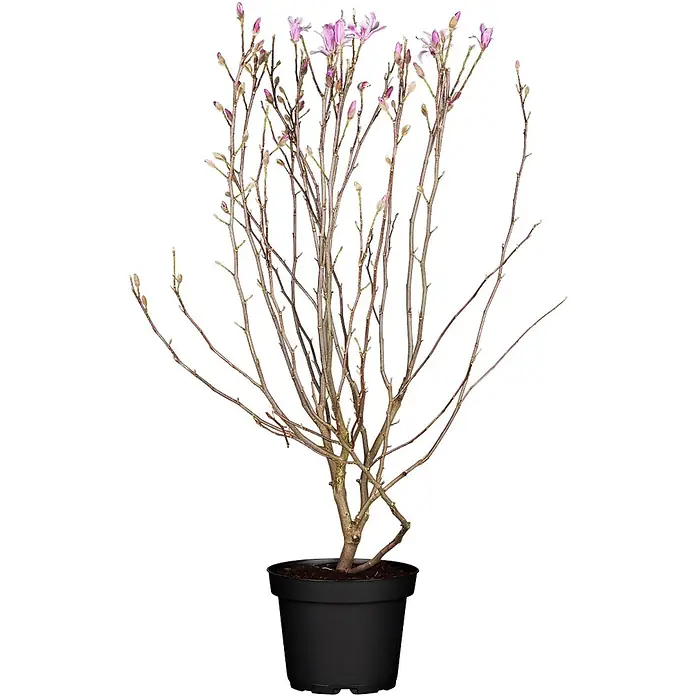Pflanzen für dich Magnolie 50-60 cm - Magnolia loebneri 'Leonard Messel', Aktuelle Wuchshöhe: 50 cm - 60 cm - Ein laubabwerfender Strauch im Topf mit kahlen Ästen, rosa Blütenknospen und einigen offenen hellrosa Blüten, in einem schwarzen Plastiktopf.