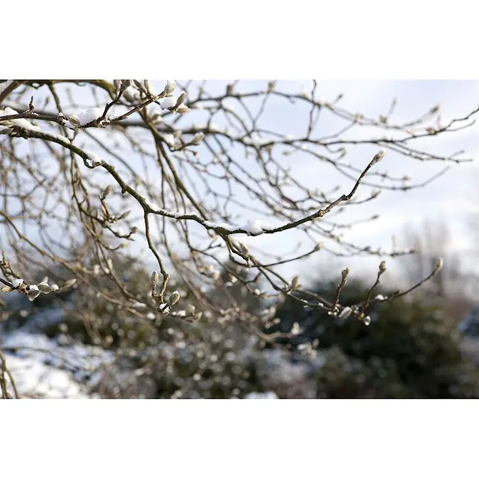 Pflanzen für dich Magnolie 50-60 cm - Magnolia loebneri 'Leonard Messel', Aktuelle Wuchshöhe: 50 cm - 60 cm - Schneebedeckte Äste mit flaumigen Knospen.