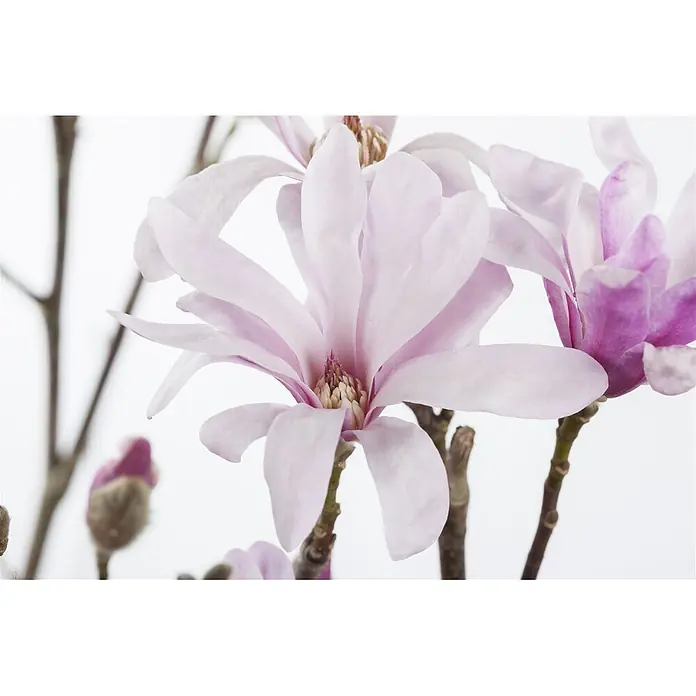 Pflanzen für dich Magnolie 50-60 cm - Magnolia loebneri 'Leonard Messel', Aktuelle Wuchshöhe: 50 cm - 60 cm - Nahaufnahme zarter rosa und lila Magnolienblüten mit Knospen an braunen Zweigen.