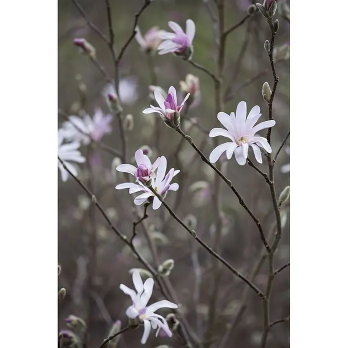 Pflanzen für dich Magnolie 60-80 cm - Magnolia × soulangeana, Aktuelle Wuchshöhe: 60 cm - 80 cm - Zarte weiße und violette Sternmagnolienblüten blühen an kahlen Zweigen mit Knospen.