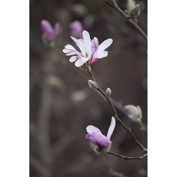 Pflanzen für dich Magnolie 60-80 cm - Magnolia × soulangeana, Aktuelle Wuchshöhe: 60 cm - 80 cm - Zarte rosa-weiße Magnolienblüten blühen an einem braunen Zweig, mit flauschigen Knospen und weichem, unscharfem Hintergrund.