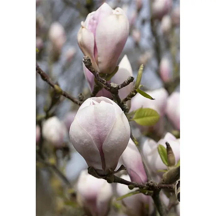Pflanzen für dich Magnolie 60-80 cm - Magnolia × soulangeana, Aktuelle Wuchshöhe: 60 cm - 80 cm - Zarte rosa-weiße Magnolienknospen an einem braunen Ast, bereit zu blühen.