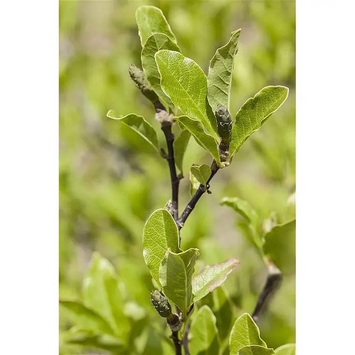 Pflanzen für dich Magnolie 60-80 cm - Magnolia × soulangeana, Aktuelle Wuchshöhe: 60 cm - 80 cm - Nahaufnahme eines Pflanzentriebs mit leuchtend grünen Blättern und sich entwickelnden grünen Knospen an einem dunklen Stiel.