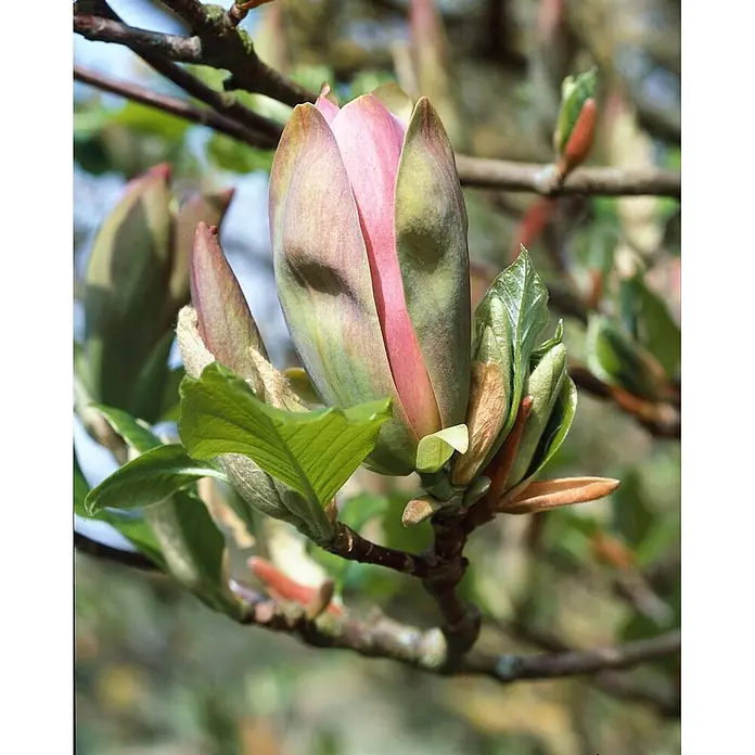 Pflanzen für dich Magnolie 50-60 cm - Magnolia brooklynensis 'Woodsman', Aktuelle Wuchshöhe: 50 cm - 60 cm - Rosa-grüne Magnolienblüte, die sich an einem Ast öffnet, umgeben von neuen Blättern und Knospen.