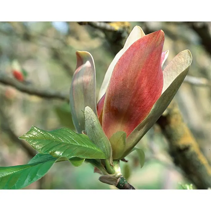 Pflanzen für dich Magnolie 50-60 cm - Magnolia brooklynensis 'Woodsman', Aktuelle Wuchshöhe: 50 cm - 60 cm - Eine teilweise geöffnete Magnolienblüte mit markanten rot-weißen Blütenblättern, umgeben von grünen Blättern, an einem Zweig.