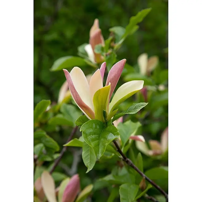 Pflanzen für dich Magnolie 50-60 cm - Magnolia brooklynensis 'Woodsman', Aktuelle Wuchshöhe: 50 cm - 60 cm - Eine Blume mit hellcremefarbenen und rosa Blütenblättern, die an einer grünen Pflanze blüht.