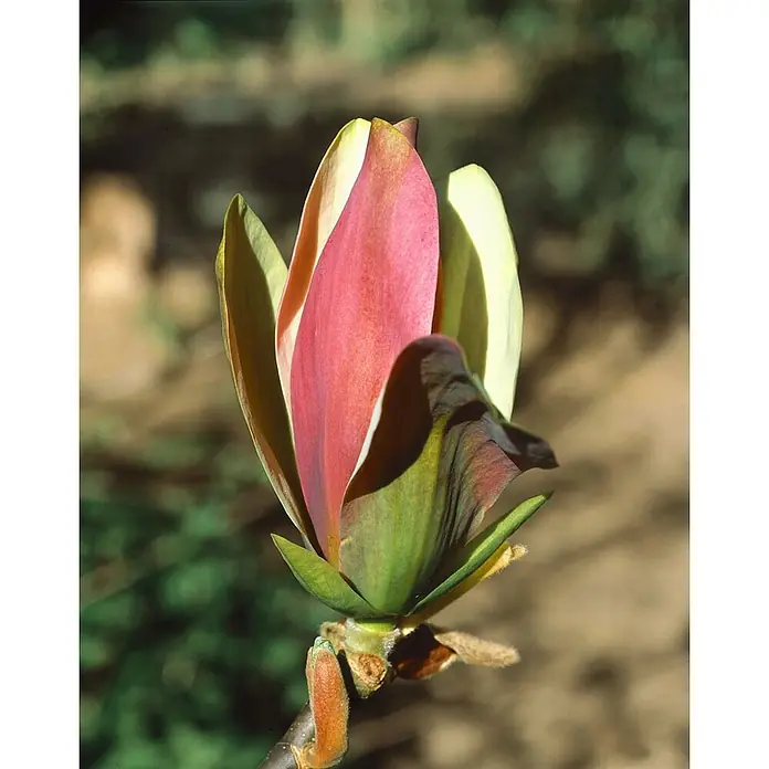 Pflanzen für dich Magnolie 50-60 cm - Magnolia brooklynensis 'Woodsman', Aktuelle Wuchshöhe: 50 cm - 60 cm - Teilweise geöffnete Magnolienknospe mit leuchtend rosa, roten und grünen Blütenblättern.