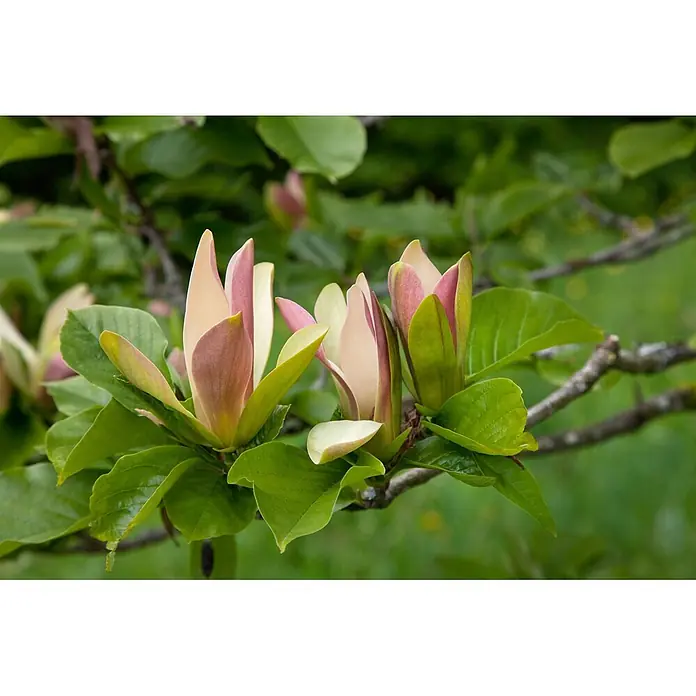 Pflanzen für dich Magnolie 50-60 cm - Magnolia brooklynensis 'Woodsman', Aktuelle Wuchshöhe: 50 cm - 60 cm - Blassrosa und cremefarbene Magnolienknospen und Blüten an einem Zweig mit grünen Blättern.