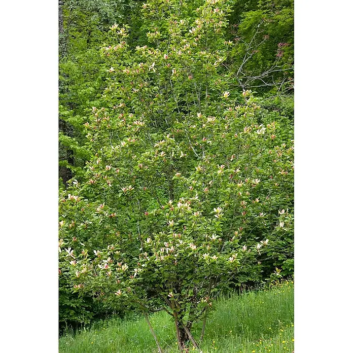 Pflanzen für dich Magnolie 50-60 cm - Magnolia brooklynensis 'Woodsman', Aktuelle Wuchshöhe: 50 cm - 60 cm - Ein lebhafter kleiner Baum oder Strauch mit grünen Blättern und zahlreichen hellrosa-weißen Blüten.