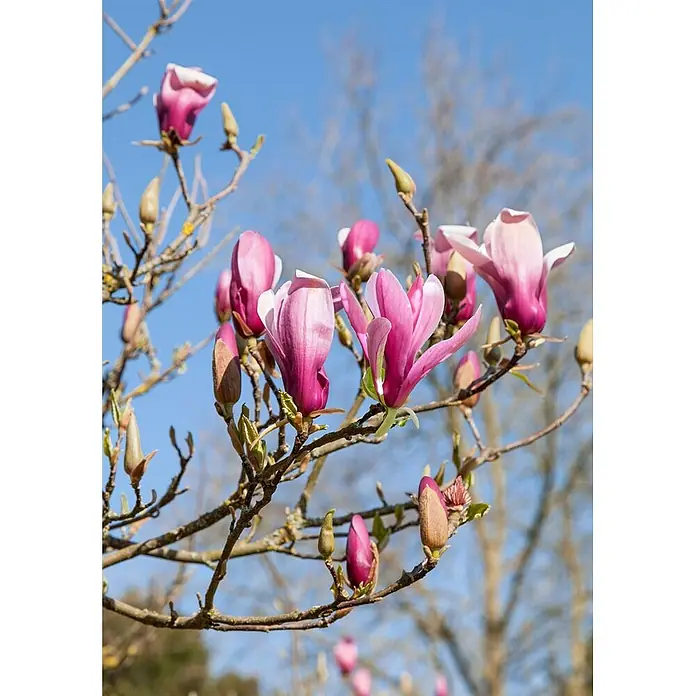 Pflanzen für dich Magnolie 60-80 cm - Magnolia 'Daybreak', Aktuelle Wuchshöhe: 60 cm - 80 cm - Rosa und magentafarbene Magnolienblüten und Knospen an kahlen Ästen vor blauem Himmel.