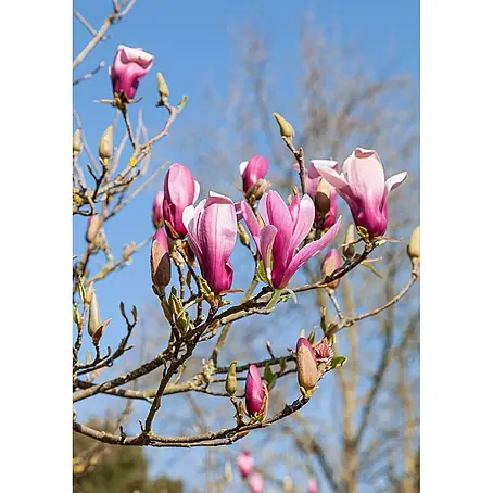 Pflanzen für dich  Magnolie 125-150 cm