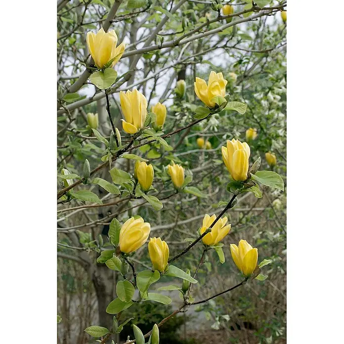 Pflanzen für dich Magnolie 125-150 cm - Magnolia × brooklynensis 'Yellow Bird', Aktuelle Wuchshöhe: 125 cm - 150 cm - Gelbe Magnolienblüten blühen an einem Baumzweig zwischen grünen Blättern.