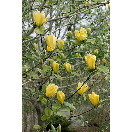 Pflanzen für dich  Magnolie 125-150 cm