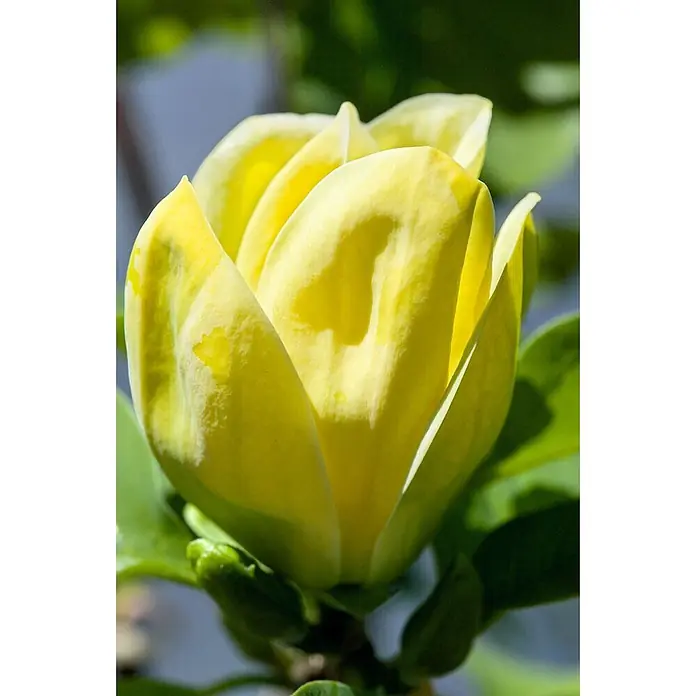 Pflanzen für dich Magnolie 125-150 cm - Magnolia × brooklynensis 'Yellow Bird', Aktuelle Wuchshöhe: 125 cm - 150 cm - Gelbe, sich öffnende Magnolienblüte.
