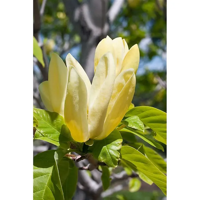 Pflanzen für dich Magnolie 125-150 cm - Magnolia × brooklynensis 'Yellow Bird', Aktuelle Wuchshöhe: 125 cm - 150 cm - Cremegelbe Magnolienblüte mit weichen, teilweise geöffneten Blütenblättern und hellgrünen Blättern am Ast.
