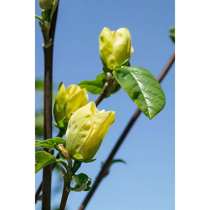 Pflanzen für dich Magnolie 125-150 cm - Magnolia × brooklynensis 'Yellow Bird', Aktuelle Wuchshöhe: 125 cm - 150 cm - Gelbe Magnolienknospen mit grünen Blättern am Ast.