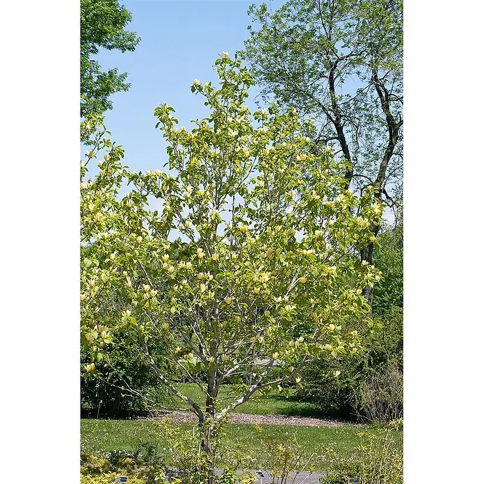 Pflanzen für dich Magnolie 125-150 cm - Magnolia × brooklynensis 'Yellow Bird', Aktuelle Wuchshöhe: 125 cm - 150 cm - Ein Baum mit hellem Stamm, beladen mit zarten gelb-grünen Blüten und Blättern, steht in einem sonnigen Garten.