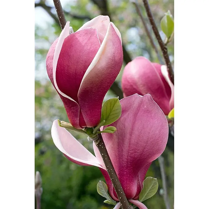 Pflanzen für dich Magnolie 60-80 cm - Magnolia 'March Till Frost', Aktuelle Wuchshöhe: 60 cm - 80 cm - Nahaufnahme von zwei leuchtend pink-violetten Magnolienblüten in voller Blüte an einem Ast mit kleinen grünen Blättern.