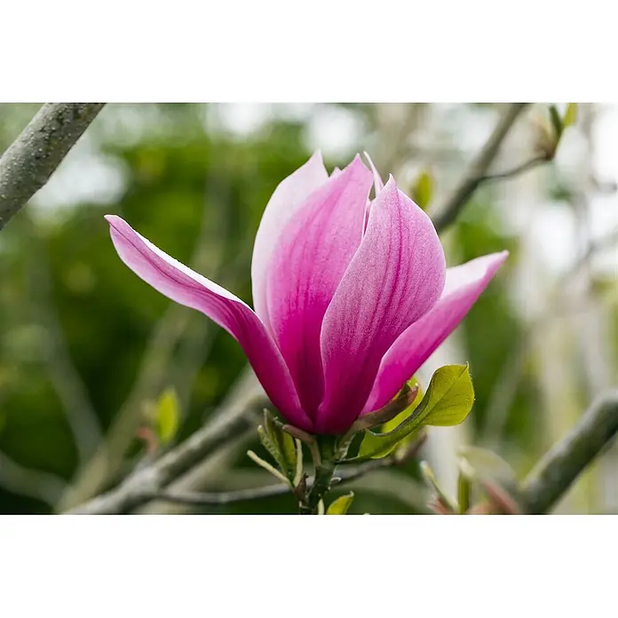Pflanzen für dich Magnolie 60-80 cm - Magnolia 'March Till Frost', Aktuelle Wuchshöhe: 60 cm - 80 cm - Eine blühende rosa Magnolienblüte mit lebhaften Blütenblättern und helleren Rändern, an einem Ast.
