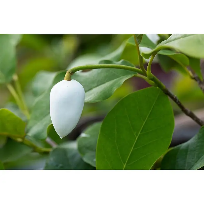 Pflanzen für dich Magnolie 60-80 cm - Magnolia sieboldii 'Colossus', Aktuelle Wuchshöhe: 60 cm - 80 cm - Weiße, tropfenförmige Frucht oder Beere an einem grünen Stiel.