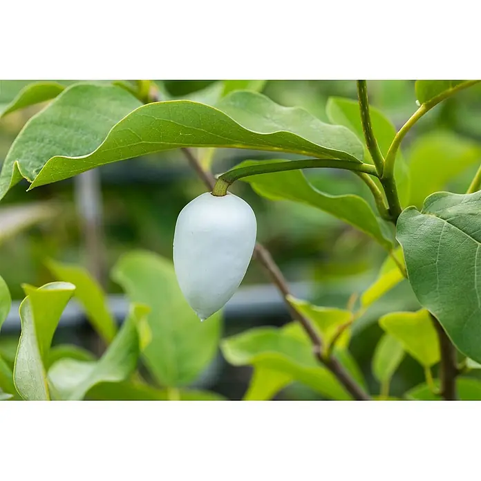 Pflanzen für dich Magnolie 60-80 cm - Magnolia sieboldii 'Colossus', Aktuelle Wuchshöhe: 60 cm - 80 cm - Eine glatte, weiße, tropfenförmige Frucht hängt an einem grünen Stiel zwischen leuchtend grünen Blättern.