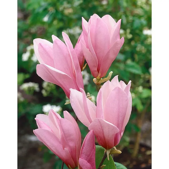 Pflanzen für dich Magnolie 60-80 cm - Magnolia stellata 'George Henry Kern', Aktuelle Wuchshöhe: 60 cm - 80 cm - Rosa Magnolienblüten in voller Blüte mit zarten Blütenblättern.