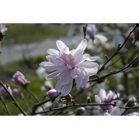 Pflanzen für dich  Magnolie 60-80 cm