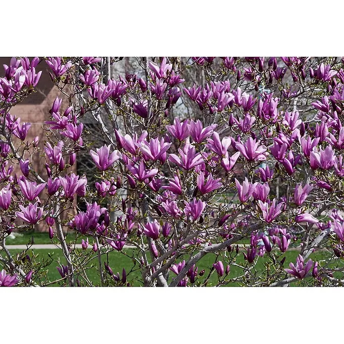 Pflanzen für dich Magnolie 60-80 cm - Magnolia 'Black Beauty', Aktuelle Wuchshöhe: 60 cm - 80 cm - Ein Magnolienbaum in voller Blüte mit leuchtend purpur-rosa Blüten und Knospen an seinen Ästen.