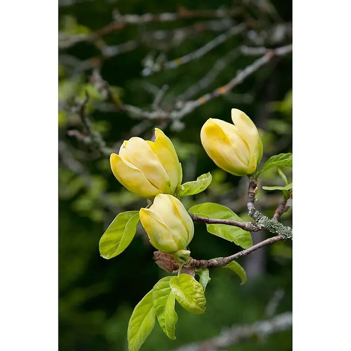 Pflanzen für dich Magnolie 100-125 cm - Magnolia 'Honey Tulip', Aktuelle Wuchshöhe: 100 cm - 125 cm - Drei gelbe Magnolienknospen, teils geöffnet, an einem Ast mit grünen Blättern.
