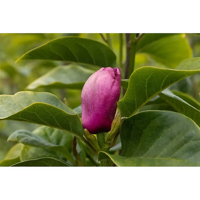 Pflanzen für dich Magnolie 60-80 cm - Magnolia 'Black Tulip', Aktuelle Wuchshöhe: 60 cm - 80 cm - Violette Blütenknospe zwischen grünen Blättern.