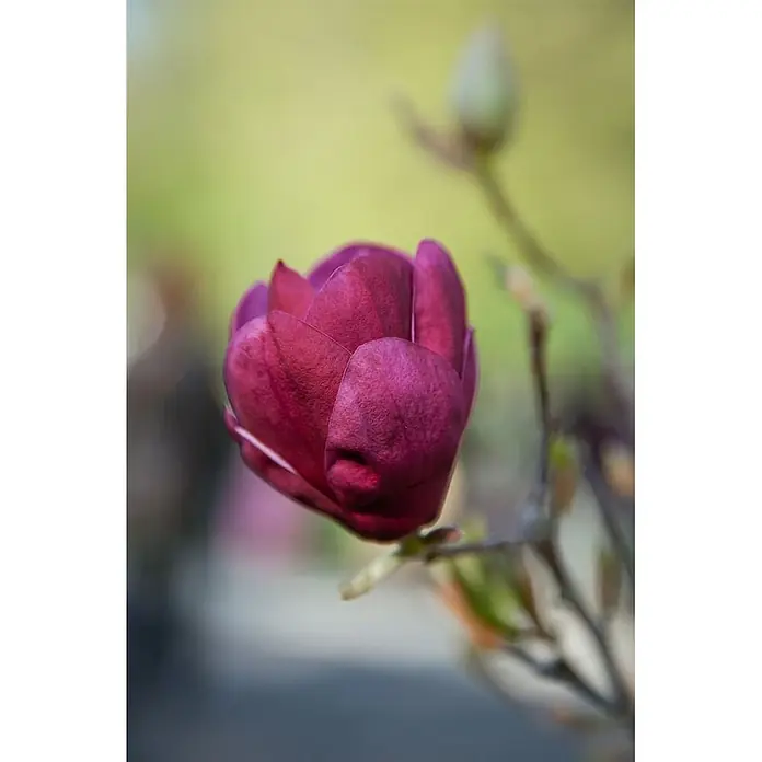 Pflanzen für dich Magnolie 60-80 cm - Magnolia 'Black Tulip', Aktuelle Wuchshöhe: 60 cm - 80 cm - Eine leuchtend tiefviolette Magnolienknospe, teilweise geöffnet, an einem Ast.