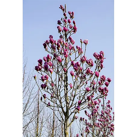 Pflanzen für dich  Magnolie 60-80 cm